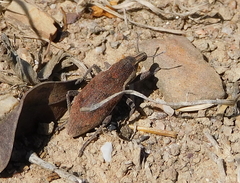 Coniocleonus pelletii