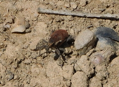 Coniocleonus pelletii