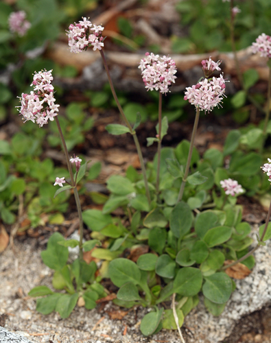 Valeriana acutiloba var. pubicarpa