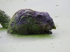 Ondatra zibethicus zibethicus