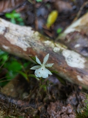 Epidendrum jejunum