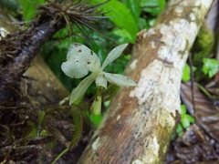 Epidendrum jejunum