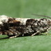 Epinotia immundana - Photo (c) Andrey Ponomarev,  זכויות יוצרים חלקיות (CC BY-NC), הועלה על ידי Andrey Ponomarev