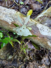 Epidendrum jejunum