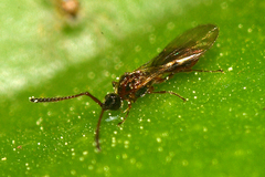 Diphoropria