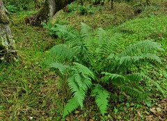 Oreopteris limbosperma