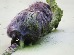 Ondatra zibethicus zibethicus