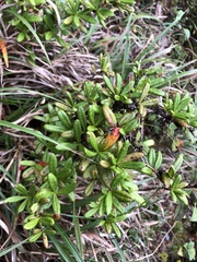Berberis chingshuiensis