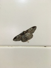 Amraica recursaria