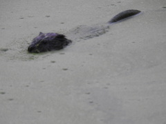 Ondatra zibethicus zibethicus