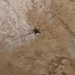 Paraphrynus raptator