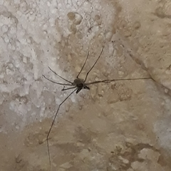 Paraphrynus raptator