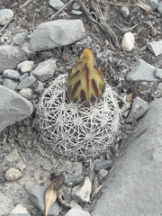 Coryphantha delicata