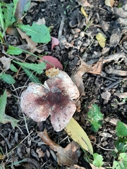 Russula vinacea