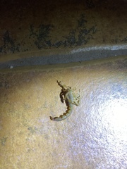 Paravaejovis confusus