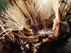 Pentanema spiraeifolium