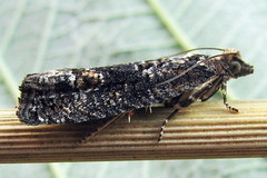 Epinotia maculana