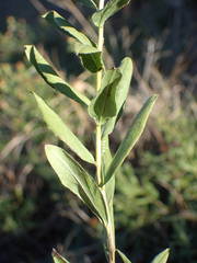 Pentanema spiraeifolium