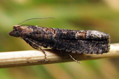 Epinotia maculana
