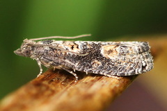 Epinotia maculana