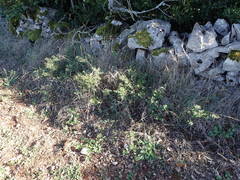 Pentanema spiraeifolium