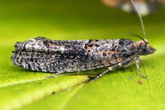Epinotia maculana