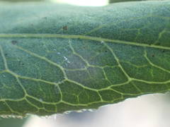 Pentanema spiraeifolium