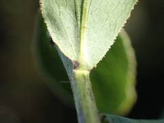 Pentanema spiraeifolium