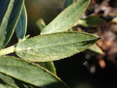 Pentanema spiraeifolium