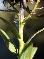 Pentanema spiraeifolium