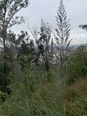 Muhlenbergia robusta