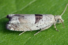 Epinotia ramella