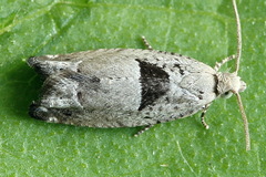 Epinotia ramella