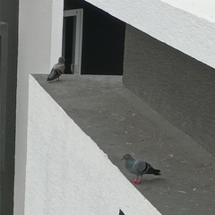 Columba livia domestica