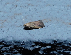 Metallostichodes nigrocyanella