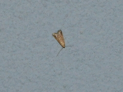 Metallostichodes nigrocyanella