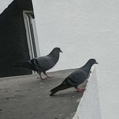 Columba livia domestica