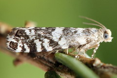 Epinotia tedella