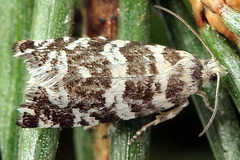 Epinotia tedella