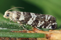 Epinotia tedella