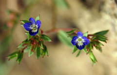 Veronica campylopoda