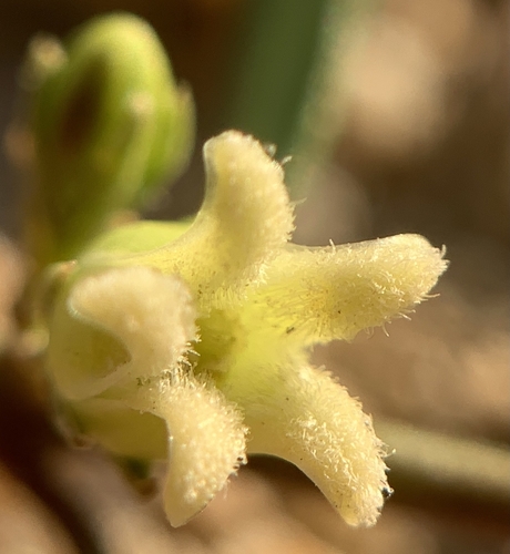 Arizona swallow-wort (Metastelma arizonicum)