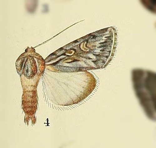 Dichagyris fidelis