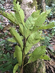 Lithocarpus lepidocarpus