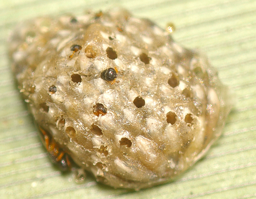Aphanomerus pusillus observed 2016-03-11