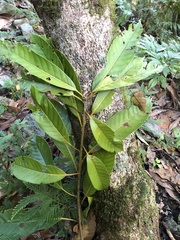 Lithocarpus lepidocarpus