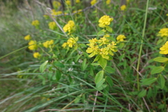 Euphorbia flavicoma