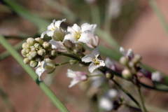 Crambe edentula