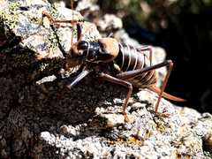 Lluciapomaresius stalii