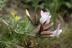 Astragalus arcuatus